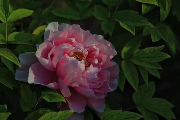 牡丹花的开放时间，大多为4-5月份