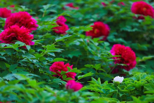 牡丹花的开放时间，大多为4-5月份