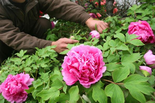 牡丹花的开放时间，大多为4-5月份