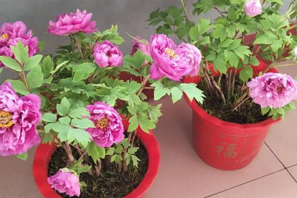牡丹花的开放时间，大多为4-5月份