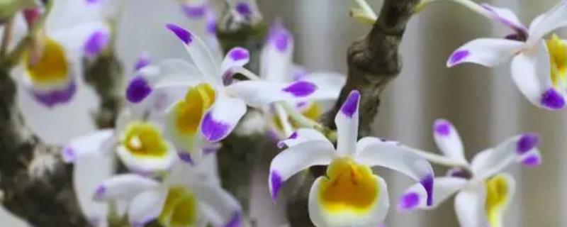 种植肿节石斛怎么防治病虫害，发生煤污病可喷施氧化乐果等药物