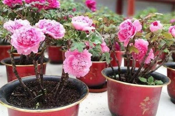 牡丹花的开放时间，大多为4-5月份