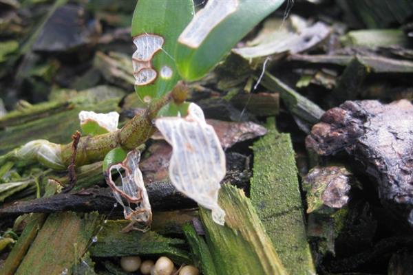 种植肿节石斛怎么防治病虫害，发生煤污病可喷施氧化乐果等药物