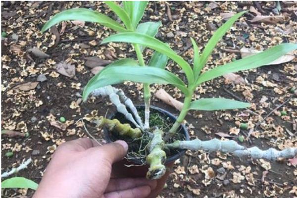 种植肿节石斛怎么防治病虫害，发生煤污病可喷施氧化乐果等药物