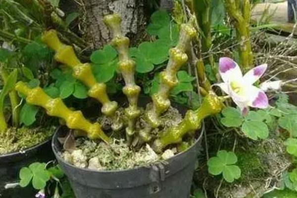 种植肿节石斛怎么防治病虫害，发生煤污病可喷施氧化乐果等药物