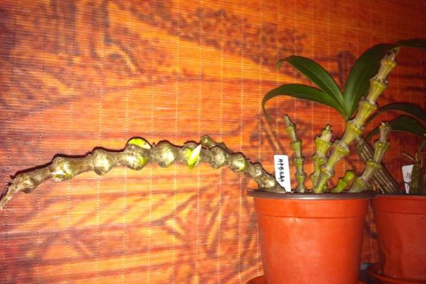 种植肿节石斛怎么防治病虫害，发生煤污病可喷施氧化乐果等药物