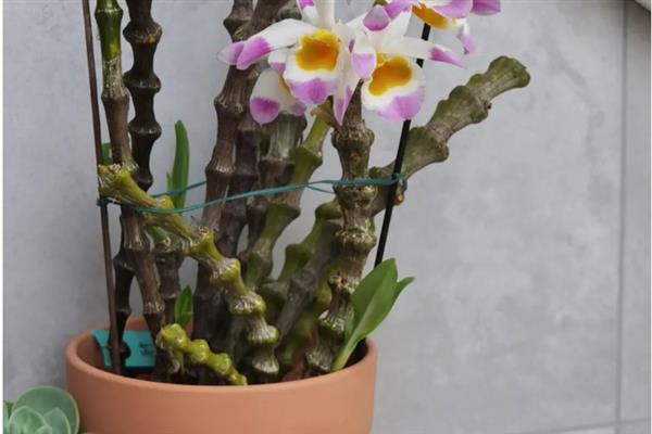 种植肿节石斛怎么防治病虫害，发生煤污病可喷施氧化乐果等药物