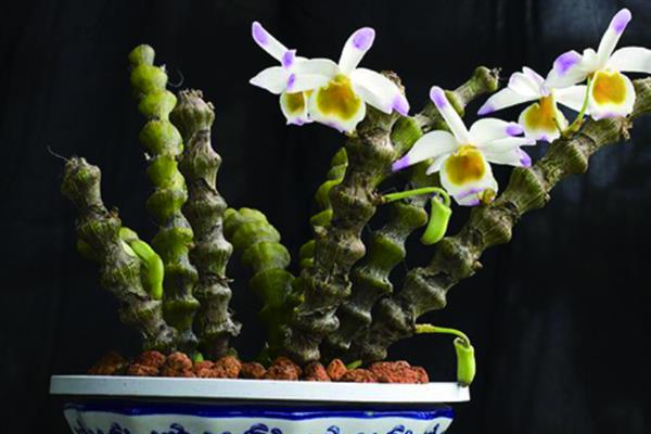 种植肿节石斛怎么防治病虫害，发生煤污病可喷施氧化乐果等药物