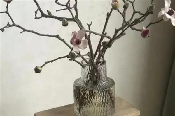 辛夷花简介，其实就是玉兰花
