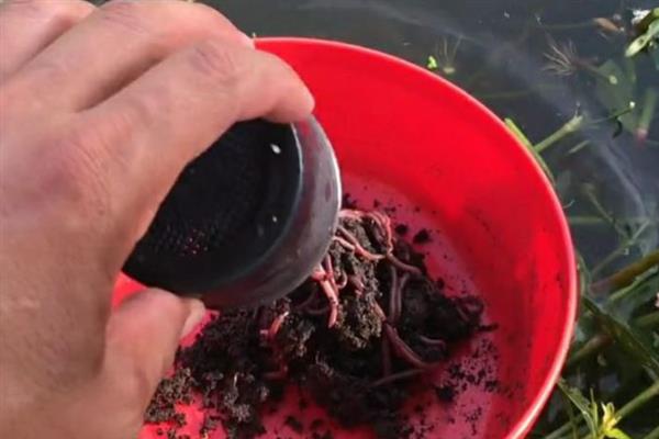钓鲤鱼怎么挂蚯蚓，可采用穿筒法、缠绕法等