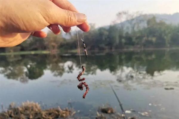 钓鲤鱼怎么挂蚯蚓，可采用穿筒法、缠绕法等
