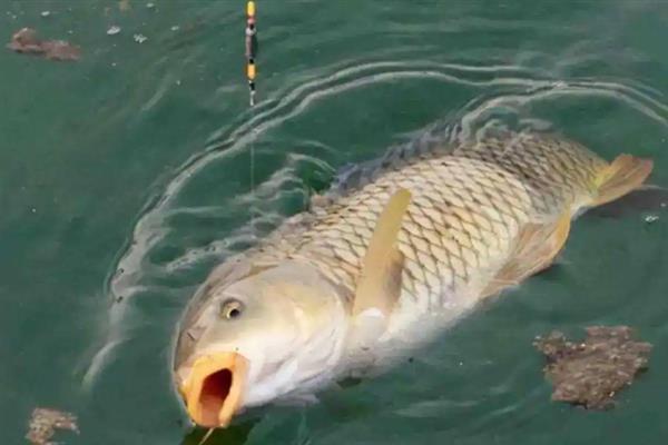 钓鲤鱼怎么挂蚯蚓，可采用穿筒法、缠绕法等