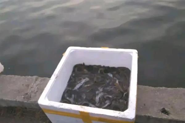 泥鳅打窝一般多久可以发窝，通常需要半小时至一小时