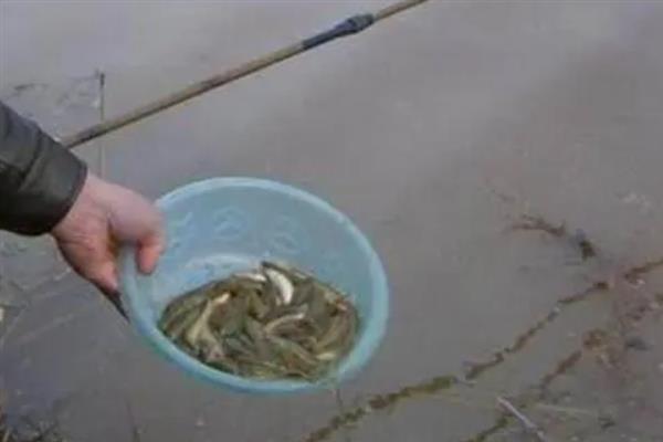 泥鳅打窝一般多久可以发窝，通常需要半小时至一小时