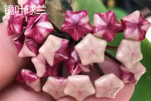 球兰什么时候换盆好，一年四季都可以换盆