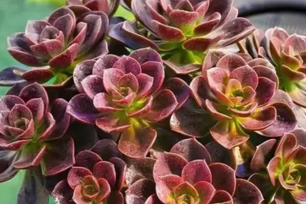 将巧克力多肉养出状态的方法，每隔3-5天浇一次水