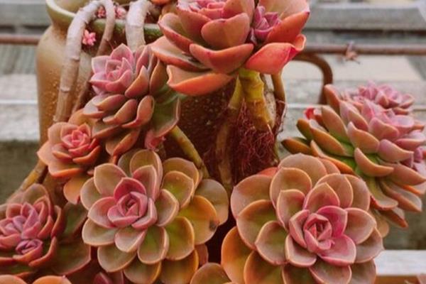 将巧克力多肉养出状态的方法，每隔3-5天浇一次水