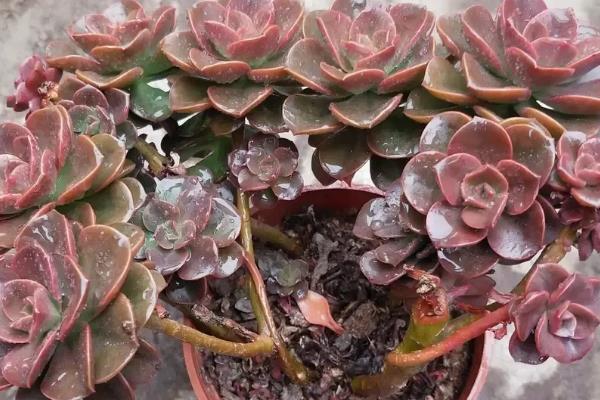 将巧克力多肉养出状态的方法，每隔3-5天浇一次水
