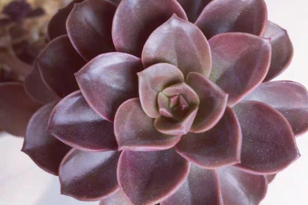 将巧克力多肉养出状态的方法，每隔3-5天浇一次水