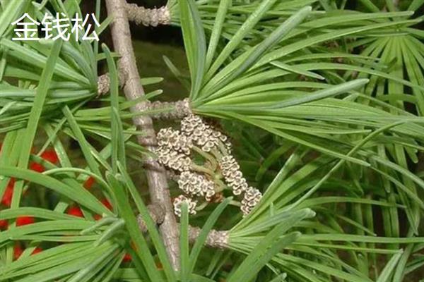 秋天的落叶的植物有哪些，常见的有银杏、水杉、落羽杉等