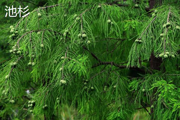 秋天的落叶的植物有哪些，常见的有银杏、水杉、落羽杉等