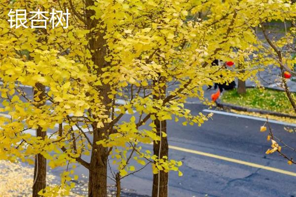 秋天的落叶的植物有哪些，常见的有银杏、水杉、落羽杉等
