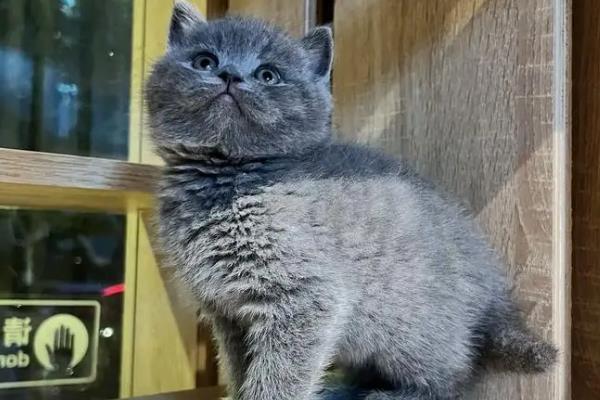 英短蓝猫怕不怕热，与其他品种相比比较耐热