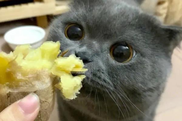 英短蓝猫怕不怕热，与其他品种相比比较耐热