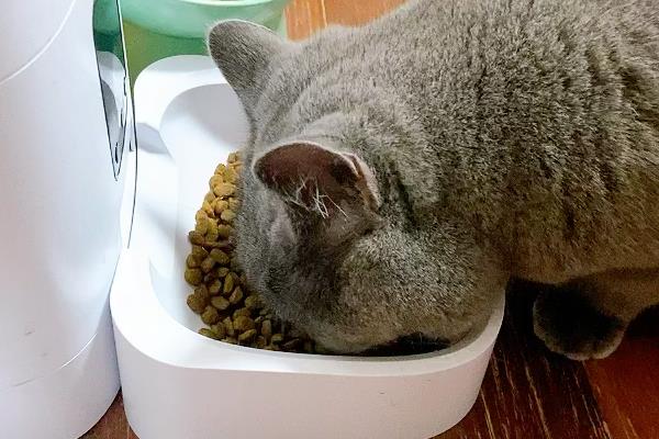 英短蓝猫怕不怕热，与其他品种相比比较耐热