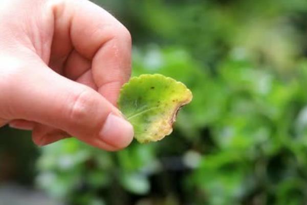 怎样才能让长寿花叶子碧绿，需要有适宜的温度和适宜的水分