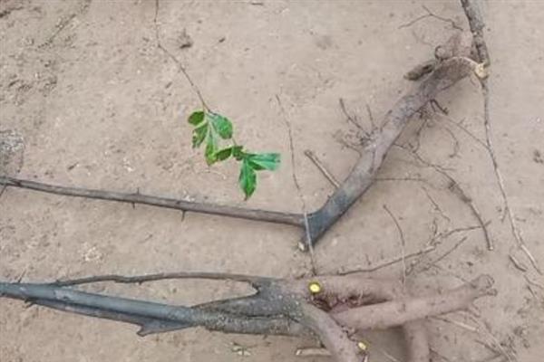 如何判断黄栌下山桩已经成活，可以通过观察芽点来判断