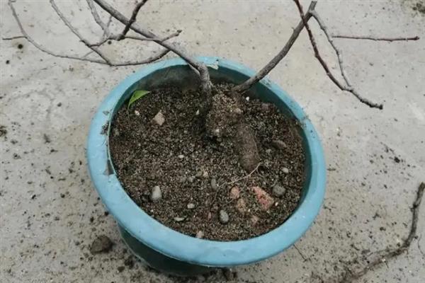 如何判断黄栌下山桩已经成活，可以通过观察芽点来判断