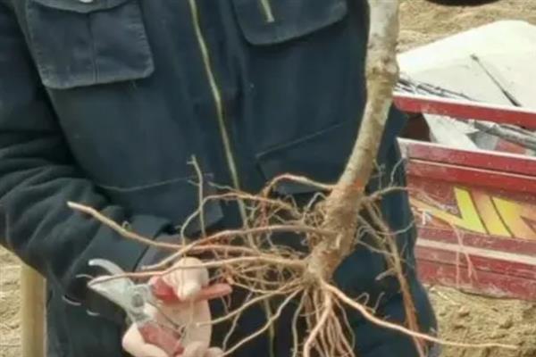 如何判断黄栌下山桩已经成活，可以通过观察芽点来判断