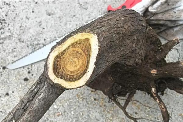 如何判断黄栌下山桩已经成活，可以通过观察芽点来判断