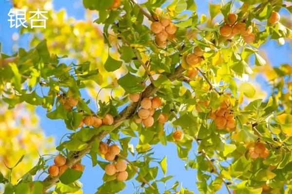 秋天的落叶的植物有哪些，常见的有银杏、水杉、落羽杉等