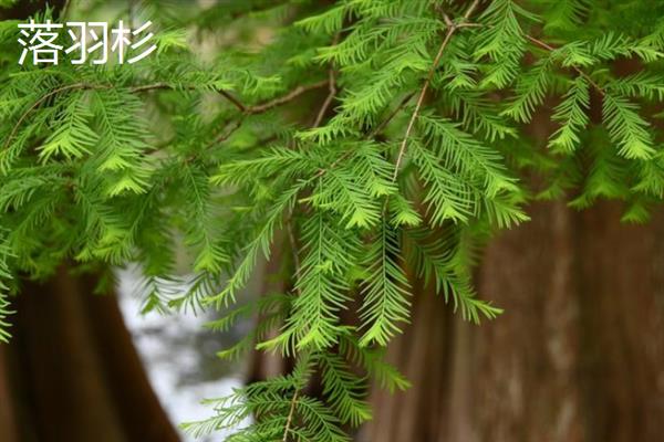 秋天的落叶的植物有哪些，常见的有银杏、水杉、落羽杉等