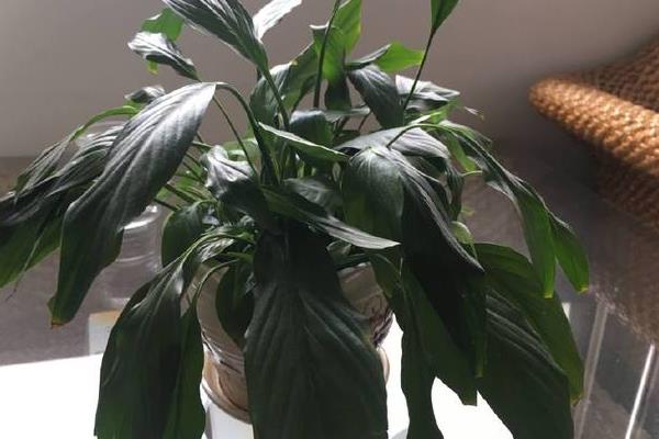 一帆风顺花为何会萎蔫，过度浇水以及未合理施肥、光温不适均会造成