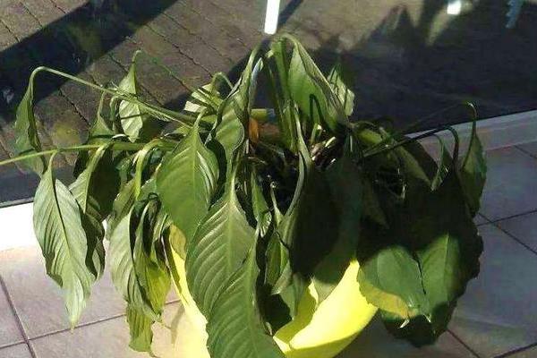 一帆风顺花为何会萎蔫，过度浇水以及未合理施肥、光温不适均会造成