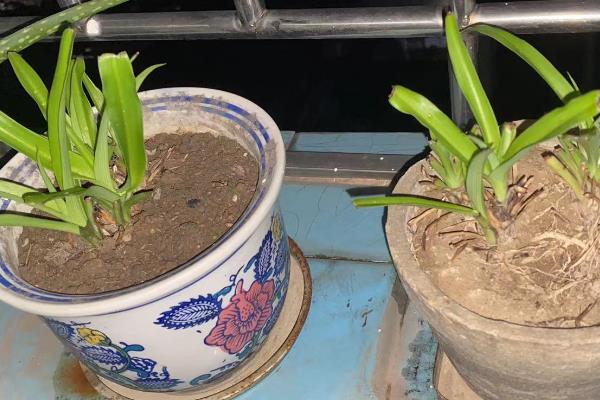 如何让吊兰长得又矮又粗，可以多增加光照强度