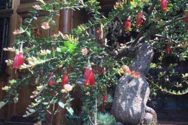 怎么养殖树萝卜，每隔15-30天追施一次氮磷钾肥料