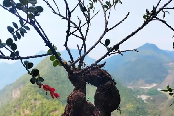 怎么养殖树萝卜，每隔15-30天追施一次氮磷钾肥料