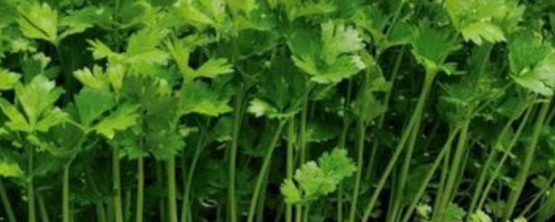 小香芹何时种植，因品种和地区而异