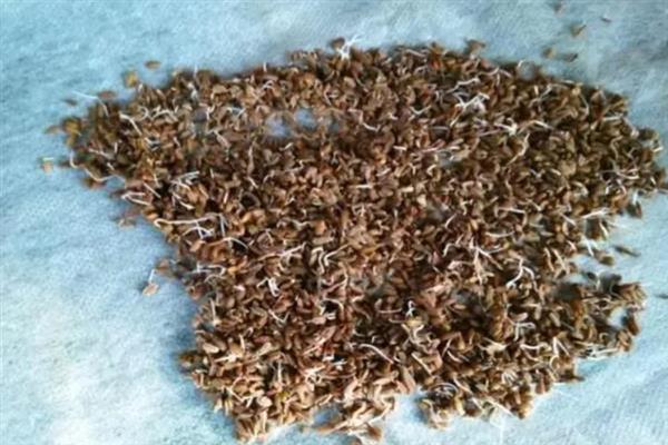 小香芹何时种植，因品种和地区而异