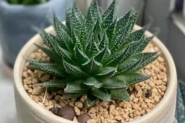 条纹十二卷如何养殖，适宜的生长的温度在15-32℃