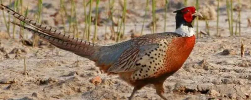 五彩山鸡怎么饲养,主喂玉米、豆粕、骨粉等精饲料