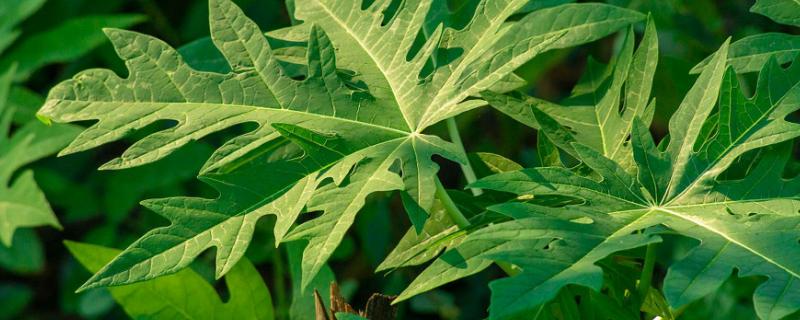 番泻叶的种植方法，生长期间主施氮肥