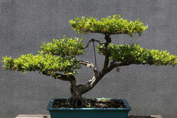 黄杨快速长粗的方法，可每隔1-2年换一次盆