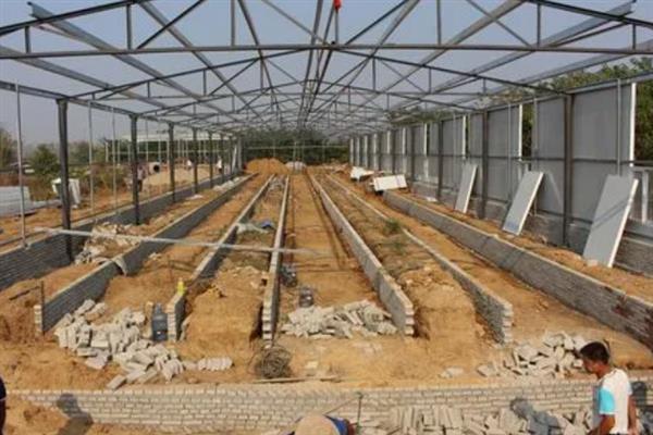 五彩山鸡怎么饲养，主喂玉米、豆粕、骨粉等精饲料