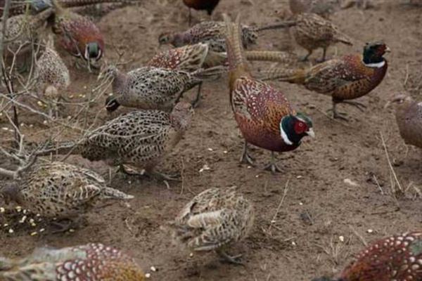 五彩山鸡怎么饲养，主喂玉米、豆粕、骨粉等精饲料