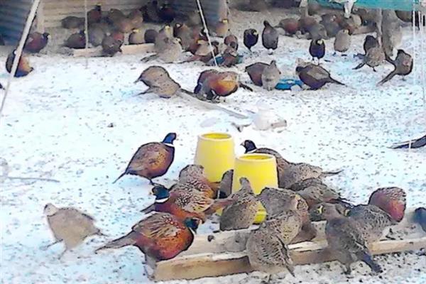 五彩山鸡怎么饲养，主喂玉米、豆粕、骨粉等精饲料